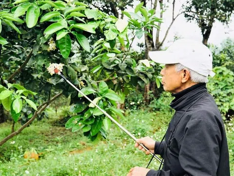 Nông dân “se duyên” cho cây bưởi Phúc Trạch