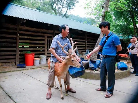 Độc, lạ: Con hươu có thể đi bằng 2 chân lại thân thiện với khách lạ