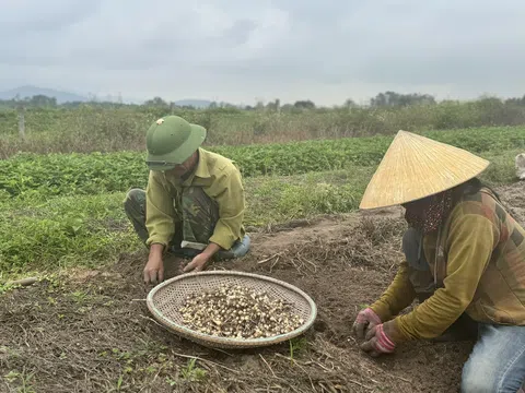 Trồng hành tăm, người nông dân có thu nhập khá