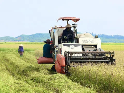 Nông dân Hà Tĩnh hối hả thu hoạch lúa vụ Xuân 2024