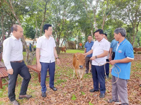 Tặng bò tạo sinh kế cho hộ nghèo, hộ có hoàn cảnh khó khăn ở Hương Khê