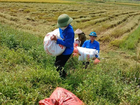 Thanh niên Hà Tĩnh ra đồng giúp người khó khăn thu hoạch lúa Xuân