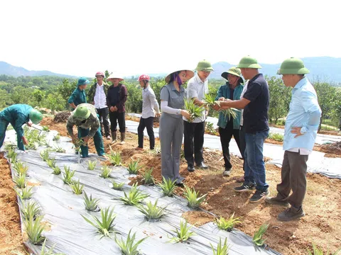 Nông dân Vũ Quang kỳ vọng tăng thu nhập khi đưa giống dứa Cayen trồng thử nghiệm