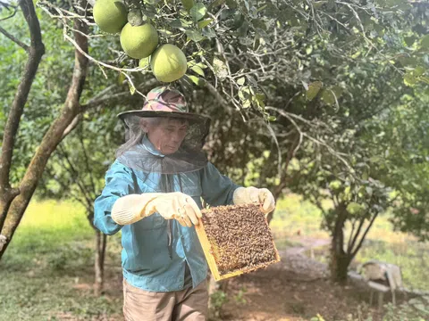 Nuôi ong trong vườn cây ăn quả mang lại lợi ích kép cho người dân