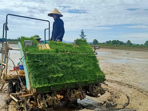 Huyện Cẩm Xuyên phấn đấu đến năm 2025 đạt 300 ha lúa hữu cơ