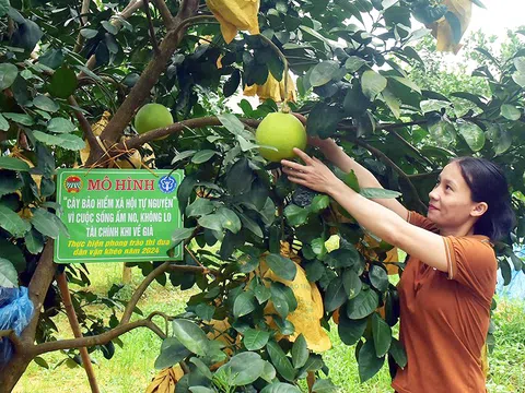 Cây “đặc sản” giúp nông dân có lương hưu khi về già