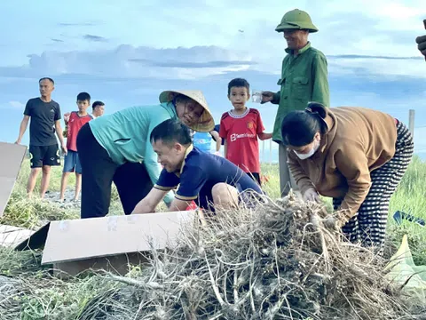 Trồng sâm Bố Chính, hướng đi mới trong chuyển đổi cơ cấu cây trồng, nâng cao hiệu quả kinh tế tại Hà Tĩnh