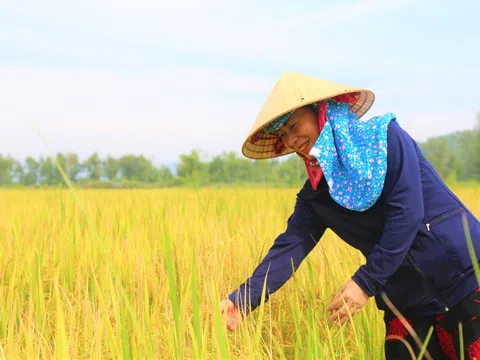 Người dân xã Đỉnh Bàn được “Mùa vàng trên vùng đất hạn”