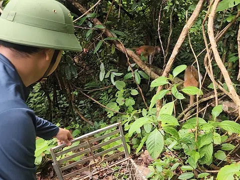 Quảng Bình: Thả nhiều động vật trong sách đỏ về môi trường tự nhiên