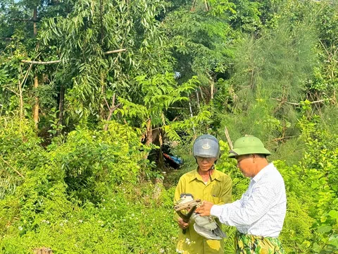 Hà Tĩnh chỉ đạo tăng cường công tác quản lý, bảo vệ chim hoang dã, chim di cư