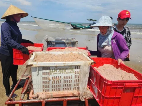 Hà Tĩnh: Sau bão, ngư dân trúng đậm ruốc biển