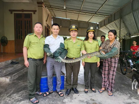 Hà Tĩnh: Một người dân bàn giao cá thể trăn quý hiếm