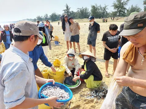 Quảng Bình: Sò dạt vào bờ biển, dân đổ xô đi nhặt