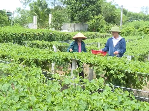 Cây thiên lý giúp người dân vùng biên Hà Tĩnh nâng cao thu nhập