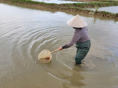 Người dân Hà Tĩnh đội đèn săn “rồng đất”