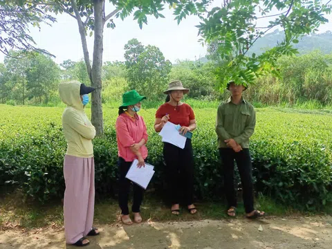 Hà Tĩnh: Áp dụng IPM giúp nông dân tăng lợi nhuận trong sản xuất