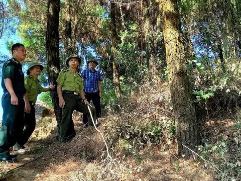 Hà Tĩnh: Tích cực, chủ động, kịp thời triển khai công tác điều tra, kiểm kê rừng