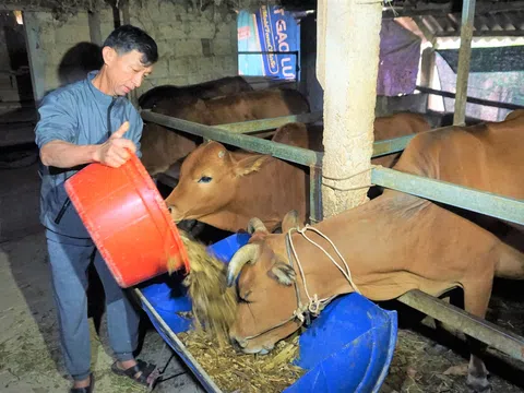 Các biện pháp kỹ thuật phòng, chống đói, rét cho gia súc, gia cầm