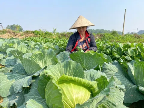 Các vùng rau chuyên canh Hà Tĩnh sẵn sàng cho thị trường Tết