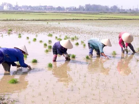 Nông dân Đức Thọ tất bật ra đồng cấy lúa những ngày cận Tết Nguyên đán