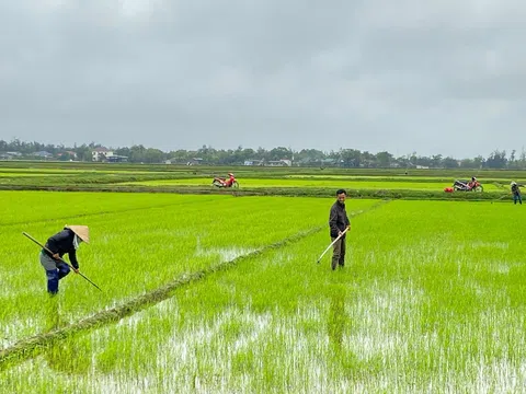 Nông dân Hà Tĩnh ra đồng sớm sau Tết, đảm bảo tiến độ sản xuất