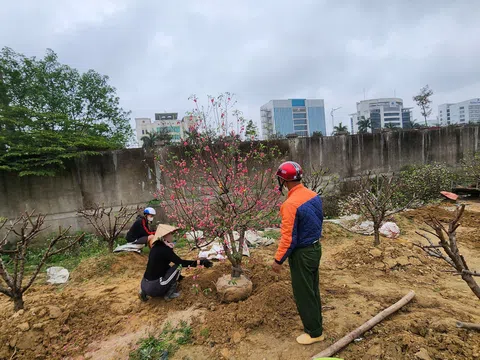 "Tái sinh" cây đào, cây mai sau Tết