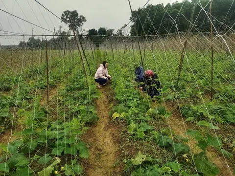 Hà Tĩnh: Liên kết trồng và tiêu thụ dưa chuột, nông dân yên tâm sản xuất