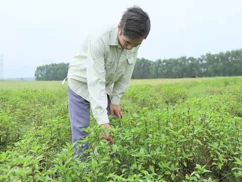 Rau húng quế mang lại hiệu quả cao trên đất sườn đồi ở Hà Tĩnh