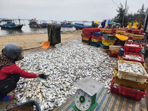 Ngư dân ra khơi đánh bắt trúng đậm cá biển thu hàng chục triệu đồng