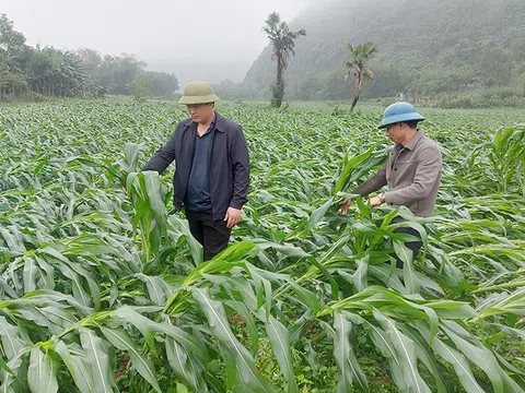 Quảng Bình: Lốc xoáy làm gãy đổ gần 40ha ngô và nhiều loại cây trồng