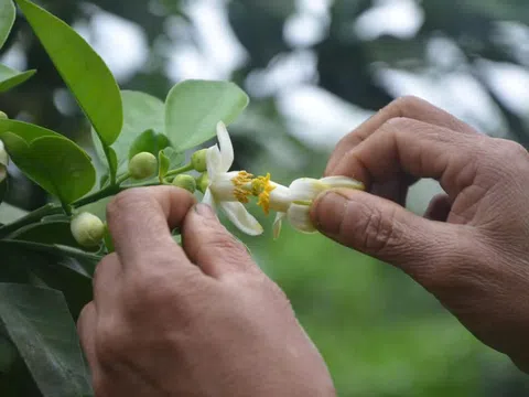 Mùa thụ phấn cho cây bưởi Phúc Trạch