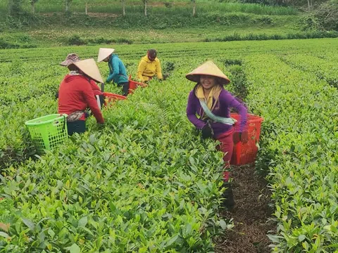 Liên kết nâng cao giá trị, người trồng chè Hương Sơn yên tâm sản xuất