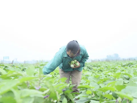 Nông dân trồng Cà dừa ở Hà Tĩnh với bí quyết quả nhiều, giá cao, thu nhập khấm khá