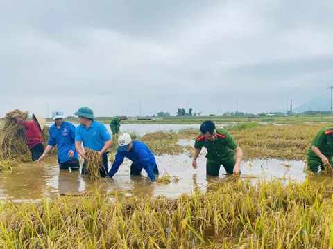 Nông dân Hà Tĩnh dồn sức thu hoạch mùa sau mưa lớn