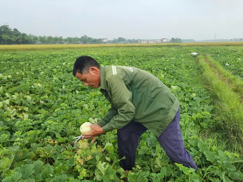 Người trồng dưa Hà Tĩnh phấn khởi vì dưa được mùa, thương lái mua giá cao