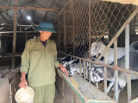 Nuôi dê ở xã ven biển Kỳ Anh cho thu nhập khá