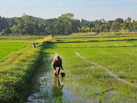 Nông dân Hà Tĩnh ra đồng diệt ốc bươu vàng gây hại trên lúa Hè Thu