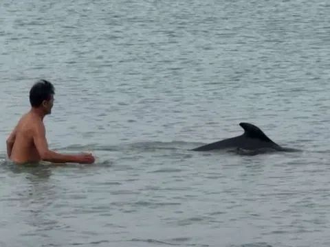 Quảng Trị: Cá heo xuất hiện gần bãi tắm Cửa Tùng