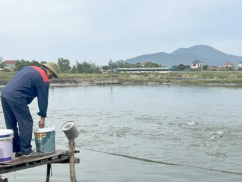 Nuôi cá chim vây vàng thay tôm – Hướng đi mới cho nông dân Hà Tĩnh