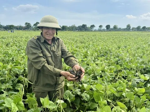 Hà Tĩnh: Đa dạng hóa cây trồng để thích ứng với biến đổi khí hậu