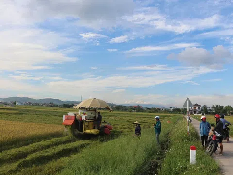 Nông dân Quảng Trị gấp rút thu hoạch lúa hè thu chạy bão số 5