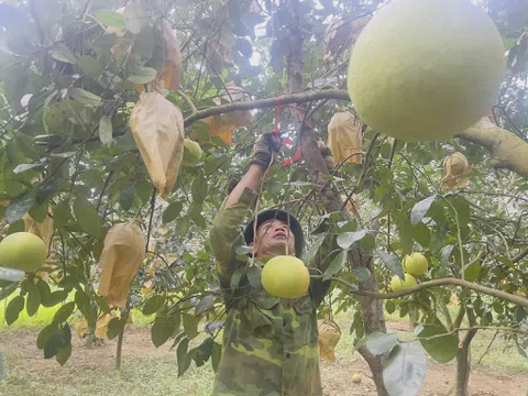 Người trồng bưởi Phúc Trạch “thấp thỏm” trước bão số 5 đổ bộ