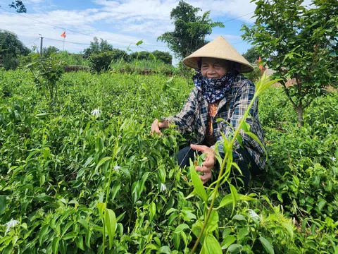 Trồng cây bò loằng ngoằng từng mọc hoang mà người dân lại có thu nhập khá