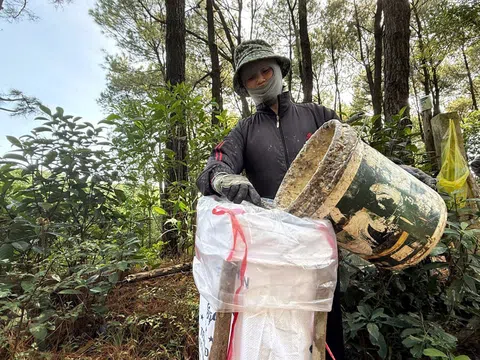 Nỗi niềm của những người công nhân mưu sinh từ cây thông