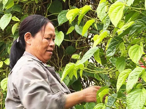 Người dân làng trầu “Tiến Vua” phấn khởi vào vụ thu hoạch Rằm tháng Bảy