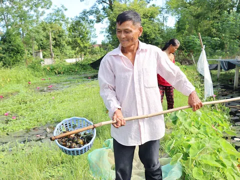 Hà Tĩnh: Vợ chồng U70 nuôi ốc bươu thu về trăm triệu mỗi năm