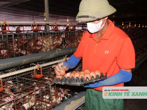 Hà Tĩnh: Giá trứng gà tăng, người chăn nuôi thêm động lực sản xuất
