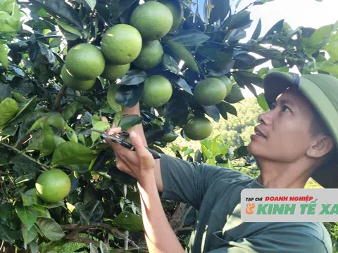 Nông nghiệp hữu cơ, hướng đi bền vững, thân thiện với môi trường