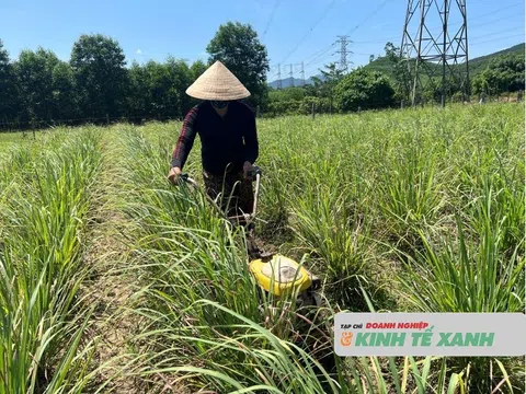 Trồng sả tía, hướng đi hiệu quả trên vùng đất bán sơn địa Cẩm Hưng