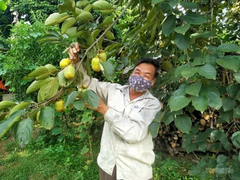 Sản xuất nông, lâm nghiệp và thuỷ sản tỉnh Phú Thọ tăng trưởng ổn định, kỳ vọng bứt tốc những tháng cuối năm